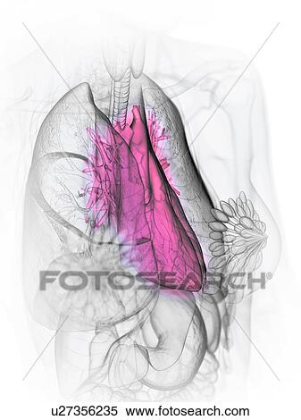 Heart anatomy, illustration View Large Photo Image Stock Photography - Heart anatomy, illustration. Fotosearch