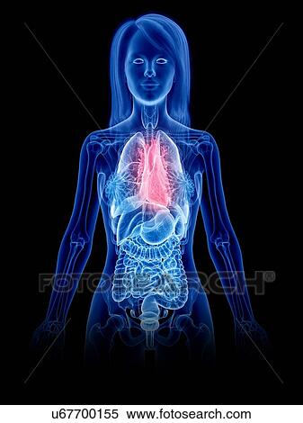 Stock Photography - Heart anatomy, illustration. Fotosearch