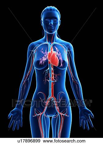 Heart, computer illustration. View Large Photo Image Stock Photo - Heart, computer illustration.. Fotosearch
