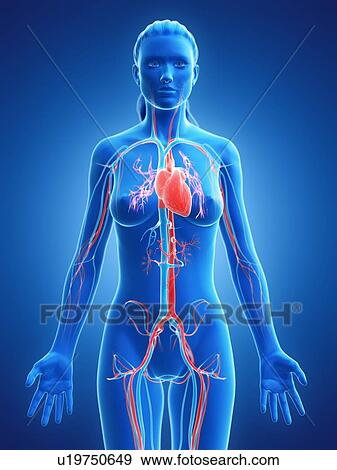 Stock Photo - Heart, computer illustration.. Fotosearch