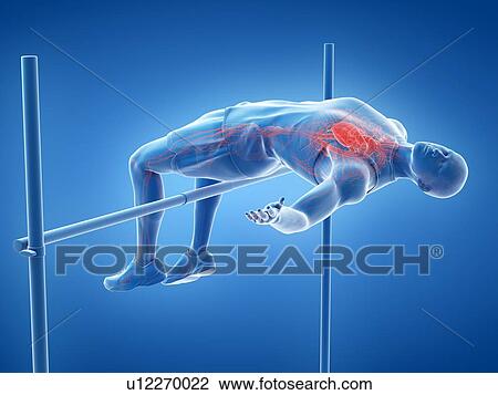 Stock Image - High jumper's heart, illustration. Fotosearch