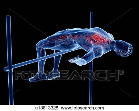 High jumper's heart, illustration View Large Photo Image Stock Photography - High jumper's heart, illustration. Fotosearch