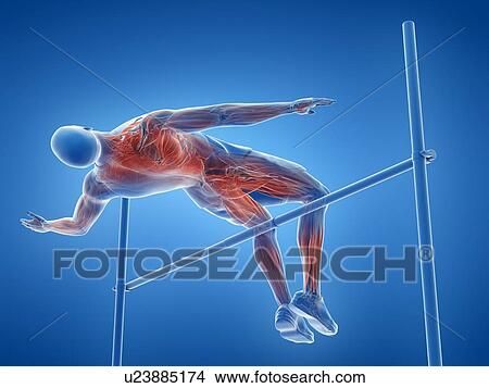 High jumper's muscles, illustration View Large Photo Image Picture - High jumper's muscles, illustration. Fotosearch