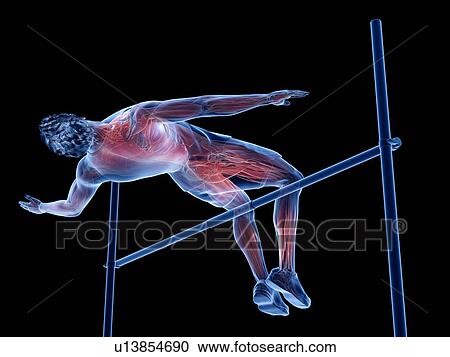 High jumper's muscles, illustration View Large Photo Image Stock Image - High jumper's muscles, illustration. Fotosearch
