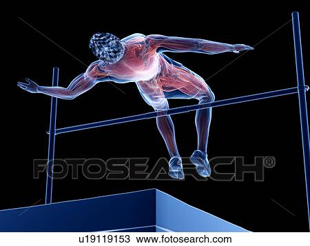 High jumper's muscles, illustration View Large Photo Image Stock Image - High jumper's muscles, illustration. Fotosearch