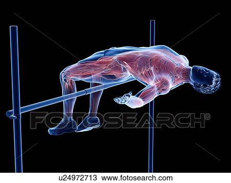 Stock Image - High jumper's muscles, illustration. Fotosearch