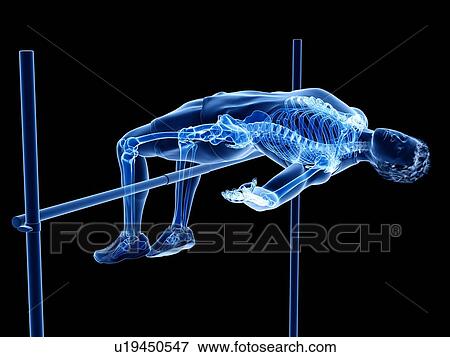Stock Photo - High jumper's skeleton, illustration. Fotosearch