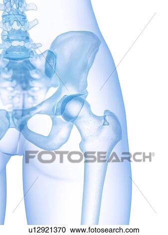 Stock Image - Hip bones, illustration. Fotosearch