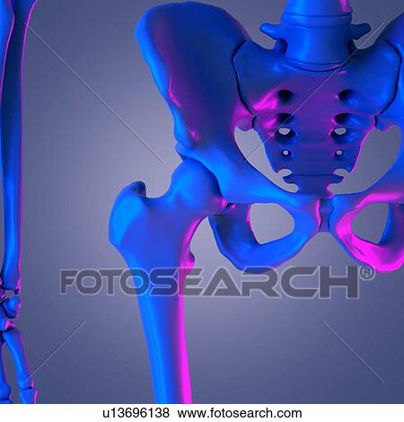 Hip joint, illustration View Large Photo Image Stock Photo - Hip joint, illustration. Fotosearch