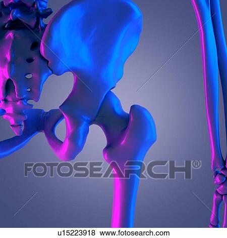 Hip joint, illustration View Large Photo Image Stock Photo - Hip joint, illustration. Fotosearch