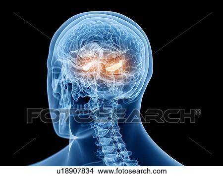 Hippocampus, illustration View Large Photo Image Picture - Hippocampus, illustration. Fotosearch