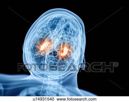 Stock Image - Hippocampus, illustration. Fotosearch