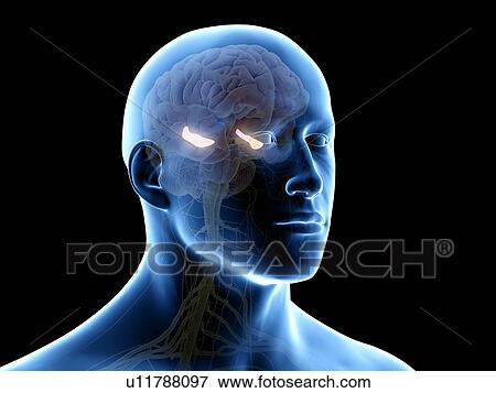 Hippocampus, illustration View Large Photo Image Stock Photo - Hippocampus, illustration. Fotosearch