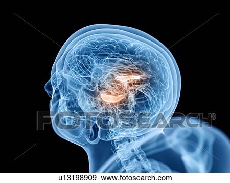 Stock Photo - Hippocampus, illustration. Fotosearch