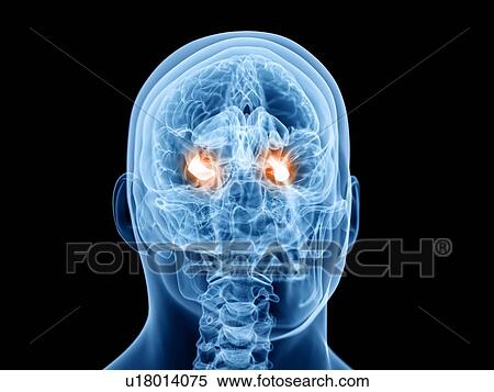 Stock Photography - Hippocampus, illustration. Fotosearch