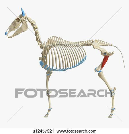 Horse adductor muscle, illustration View Large Photo Image Stock Image - Horse adductor muscle, illustration. Fotosearch
