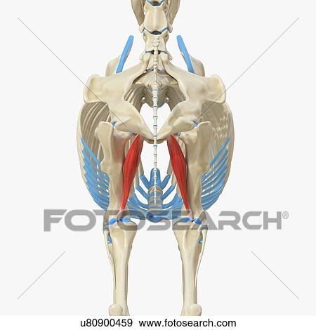 Horse adductor muscle, illustration View Large Photo Image Stock Photo - Horse adductor muscle, illustration. Fotosearch