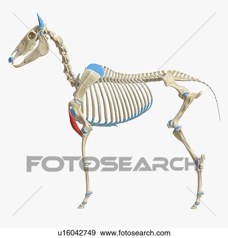 Horse biceps brachii muscle, illustration View Large Photo Image Stock Photo - Horse biceps brachii muscle, illustration. Fotosearch