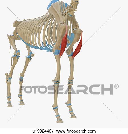 Stock Photo - Horse biceps brachii muscle, illustration. Fotosearch