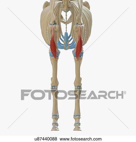 Horse biceps brachii muscle, illustration View Large Photo Image Stock Photo - Horse biceps brachii muscle, illustration. Fotosearch
