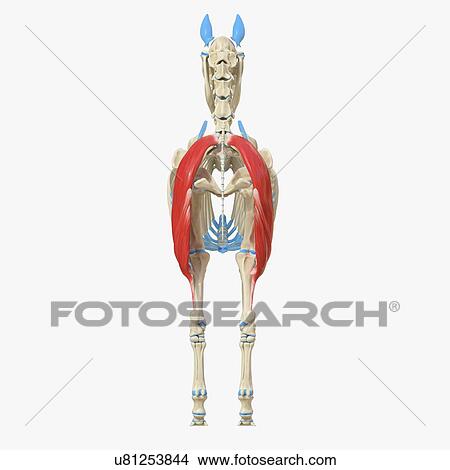Horse biceps femoris muscle, illustration View Large Photo Image Picture - Horse biceps femoris muscle, illustration. Fotosearch