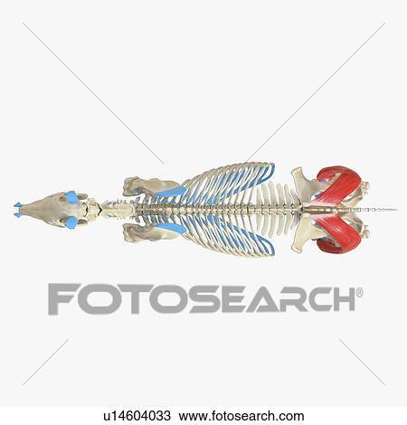 Horse biceps femoris muscle, illustration View Large Photo Image Stock Image - Horse biceps femoris muscle, illustration. Fotosearch