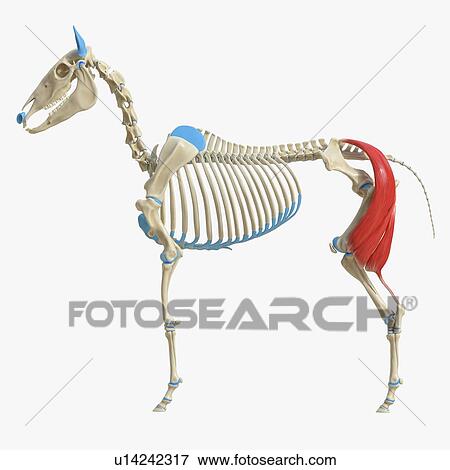 Stock Photo - Horse biceps femoris muscle, illustration. Fotosearch