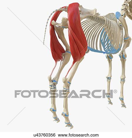 Horse biceps femoris muscle, illustration View Large Photo Image Stock Photograph - Horse biceps femoris muscle, illustration. Fotosearch