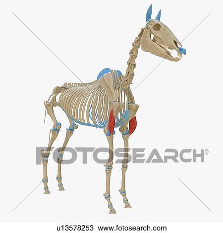 Stock Image - Horse brachialis muscle, illustration. Fotosearch