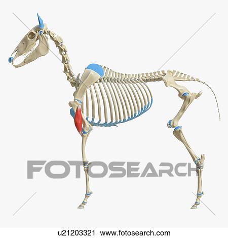 Stock Image - Horse brachialis muscle, illustration. Fotosearch