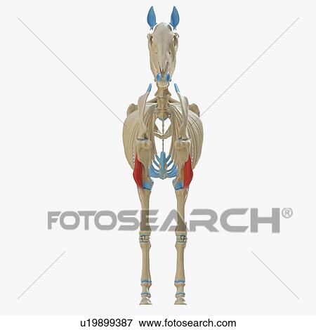 Stock Photo - Horse brachialis muscle, illustration. Fotosearch