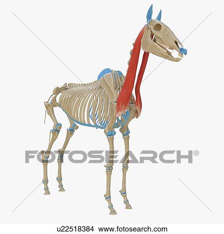 Horse brachiocephalicus muscle, illustration View Large Photo Image Picture - Horse brachiocephalicus muscle, illustration. Fotosearch