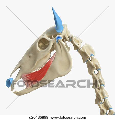 Stock Photo - Horse buccinator muscle, illustration. Fotosearch