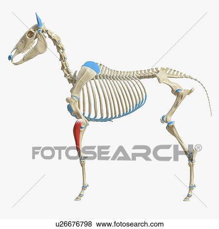 Horse carpi radialis muscle, illustration View Large Photo Image Stock Photo - Horse carpi radialis muscle, illustration. Fotosearch