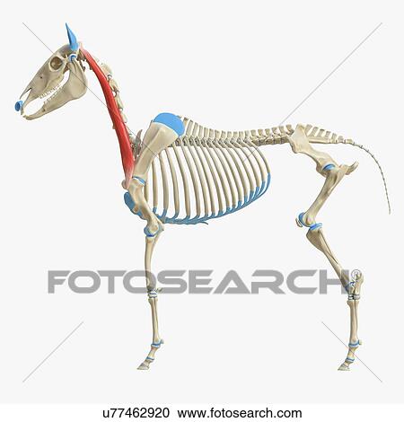 Horse cleidobrachialis muscle, illustration View Large Photo Image Stock Image - Horse cleidobrachialis muscle, illustration. Fotosearch