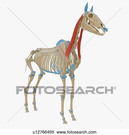 Horse cleidobrachialis muscle, illustration View Large Photo Image Stock Photography - Horse cleidobrachialis muscle, illustration. Fotosearch