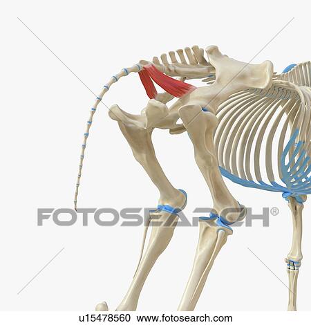 Horse coccygeus muscle, illustration View Large Photo Image Stock Image - Horse coccygeus muscle, illustration. Fotosearch