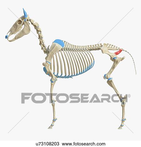 Horse coccygeus muscle, illustration View Large Photo Image Stock Image - Horse coccygeus muscle, illustration. Fotosearch