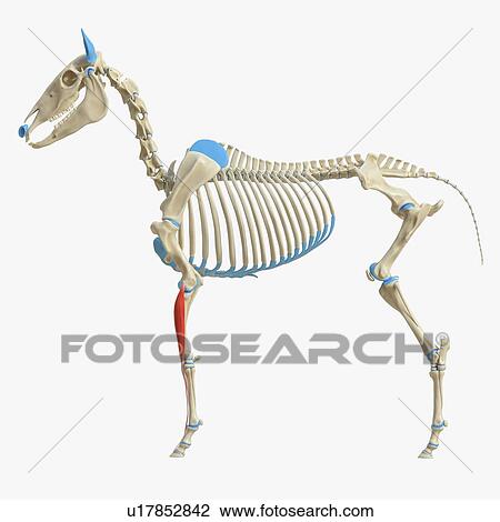 Stock Image - Horse common digital extensor muscle, illustration. Fotosearch