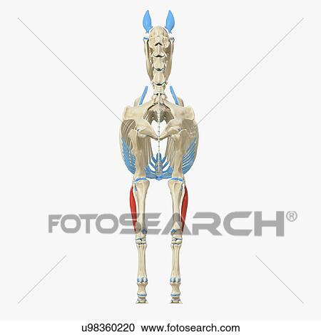 Stock Image - Horse common digital extensor muscle, illustration. Fotosearch
