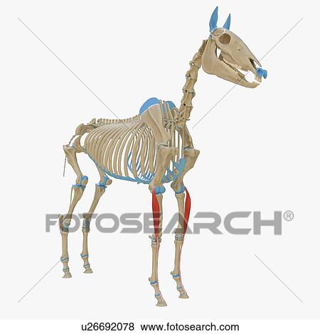 Stock Photo - Horse common digital extensor muscle, illustration. Fotosearch
