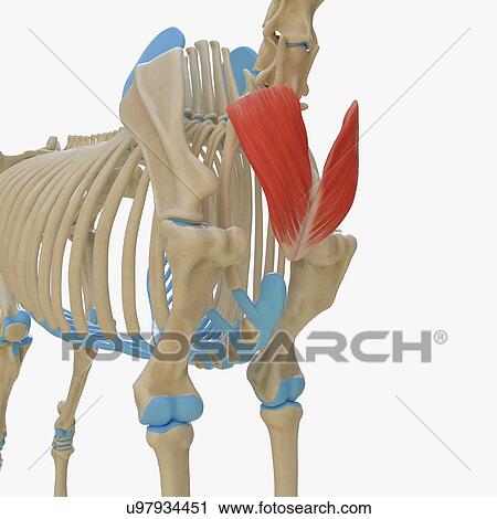 Horse cutaneous colli muscle, illustration View Large Photo Image Stock Image - Horse cutaneous colli muscle, illustration. Fotosearch