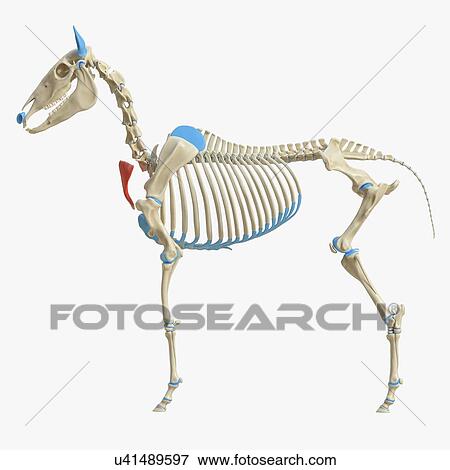 Stock Photo - Horse cutaneous colli muscle, illustration. Fotosearch