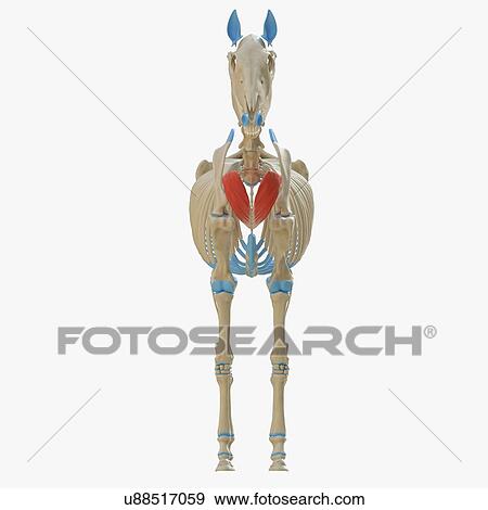 Horse cutaneous colli muscle, illustration View Large Photo Image Stock Photo - Horse cutaneous colli muscle, illustration. Fotosearch