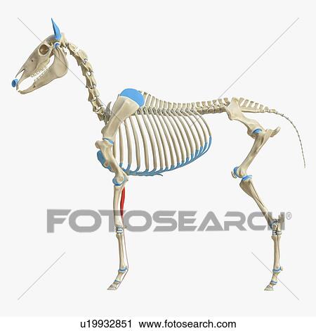 Horse deep digital flexor muscle, illustration View Large Photo Image Stock Image - Horse deep digital flexor muscle, illustration. Fotosearch