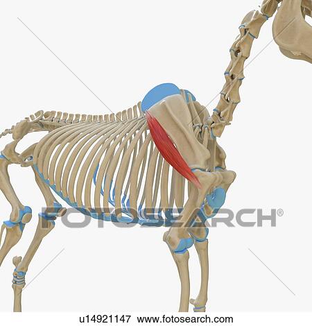 Horse deltoideus muscle, illustration View Large Photo Image Stock Photo - Horse deltoideus muscle, illustration. Fotosearch