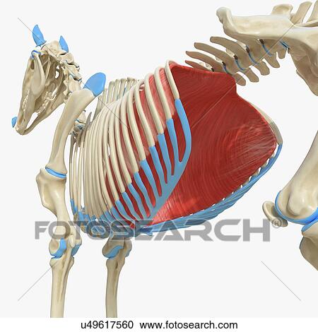 Stock Image - Horse diaphragm, illustration. Fotosearch