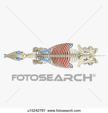 Stock Photo - Horse diaphragm, illustration. Fotosearch