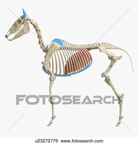 Stock Photo - Horse diaphragm, illustration. Fotosearch
