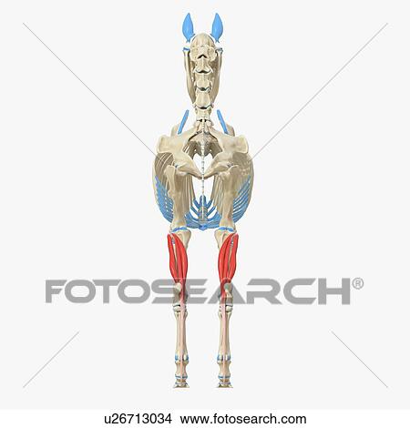 Horse digitorum profundus muscle, illustration View Large Photo Image Picture - Horse digitorum profundus muscle, illustration. Fotosearch